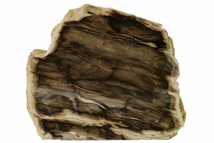Polished, Petrified Wood (Metasequoia) Stand Up - Oregon #152408
